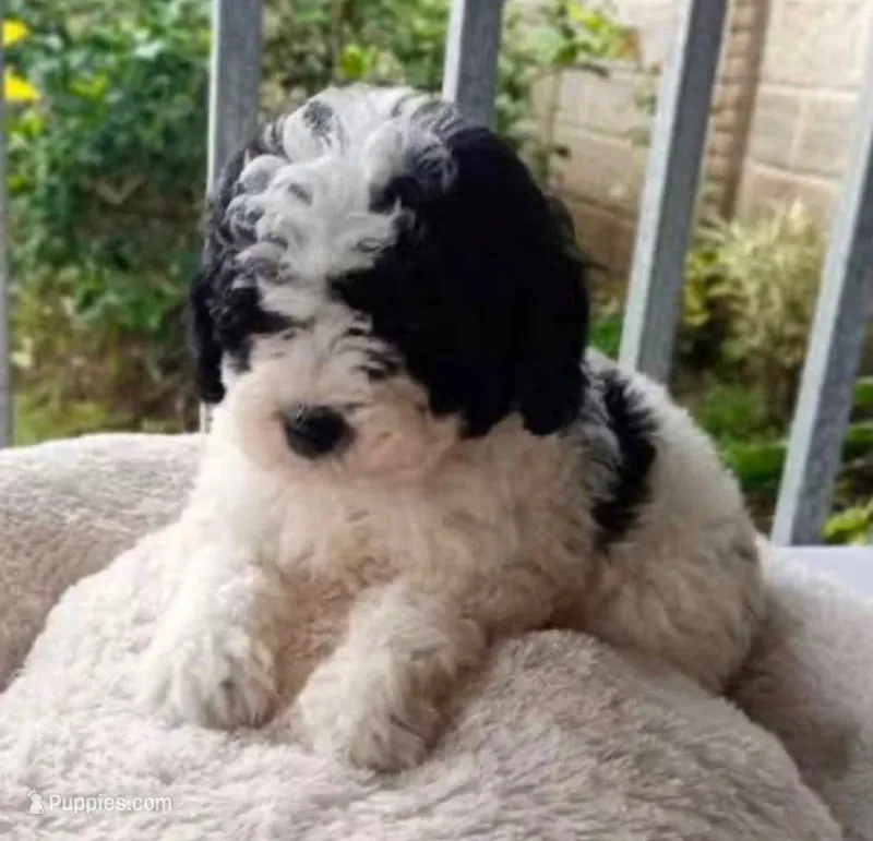 panda – Maltipoo puppy for sale in Bakersfield, CA
