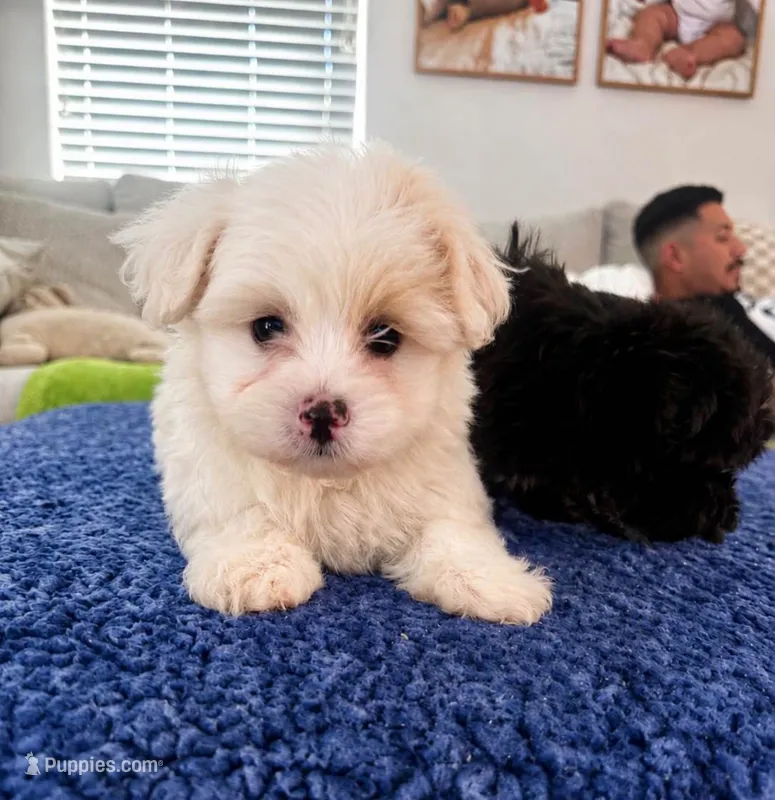 king  – Maltipoo puppy for sale in Bakersfield, CA