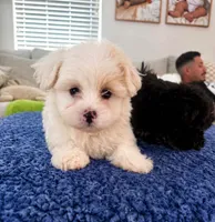 king , a male Maltipoo for sale in Bakersfield, CA – 1 of 1