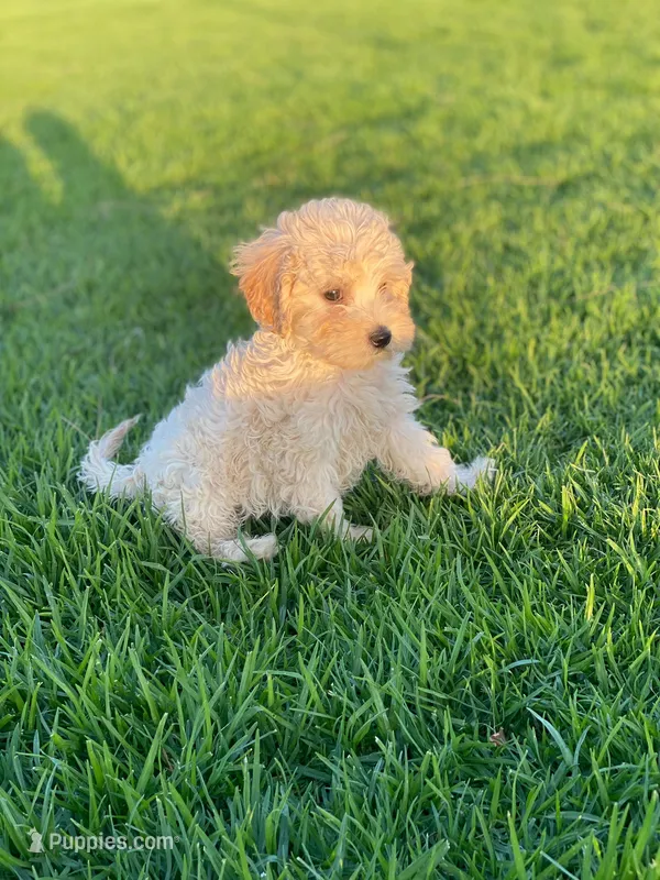 Rimi – Poodle - Toy  puppy for sale in Sacramento, CA