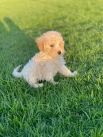 Rimi, a female Poodle - Toy  for sale in Sacramento, CA – 1 of 1