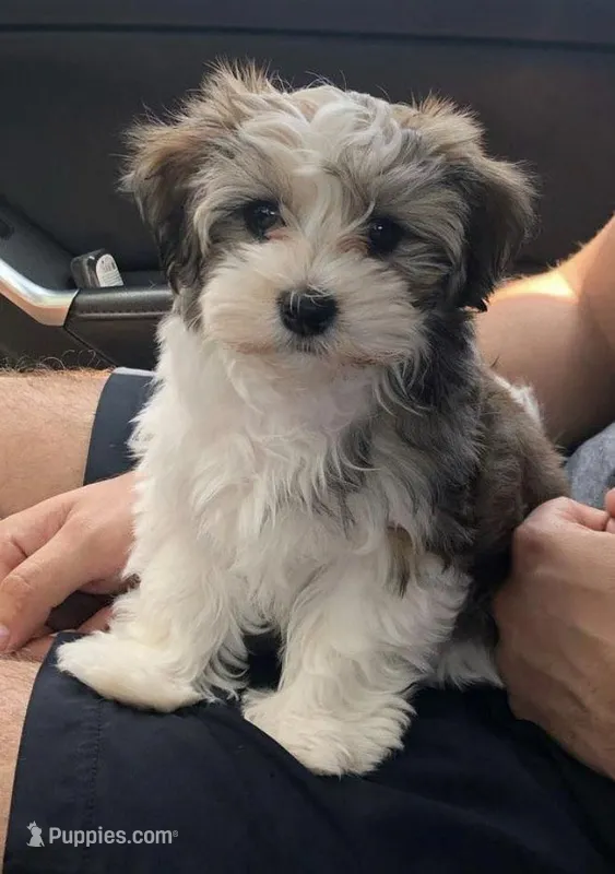 chispitas  – Maltipoo puppy for sale in Bakersfield, CA