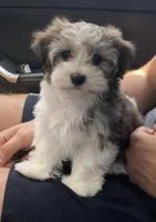 chispitas , a male Maltipoo for sale in Bakersfield, CA – 1 of 1