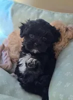 Rocky , a male Maltipoo for sale in Bakersfield, CA – 1 of 1