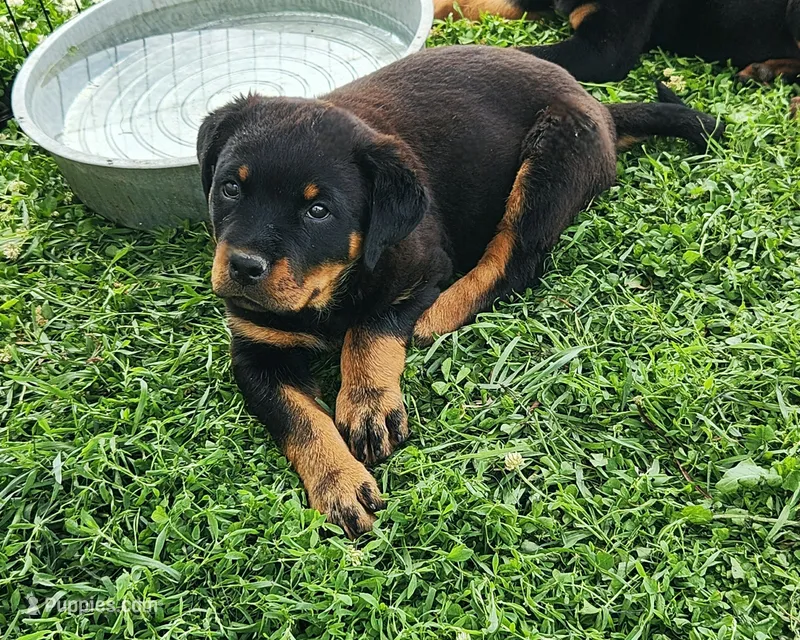 Emma – Rottweiler puppy for sale in Dyersville, IA