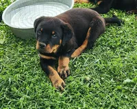 Emma, a female Rottweiler for sale in Dyersville, IA – 1 of 2