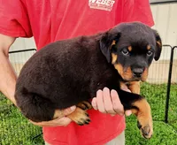Greta, a female Rottweiler for sale in Dyersville, IA – 1 of 1