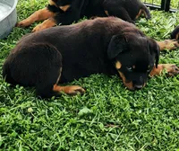 Emma, a female Rottweiler for sale in Dyersville, IA – 2 of 2