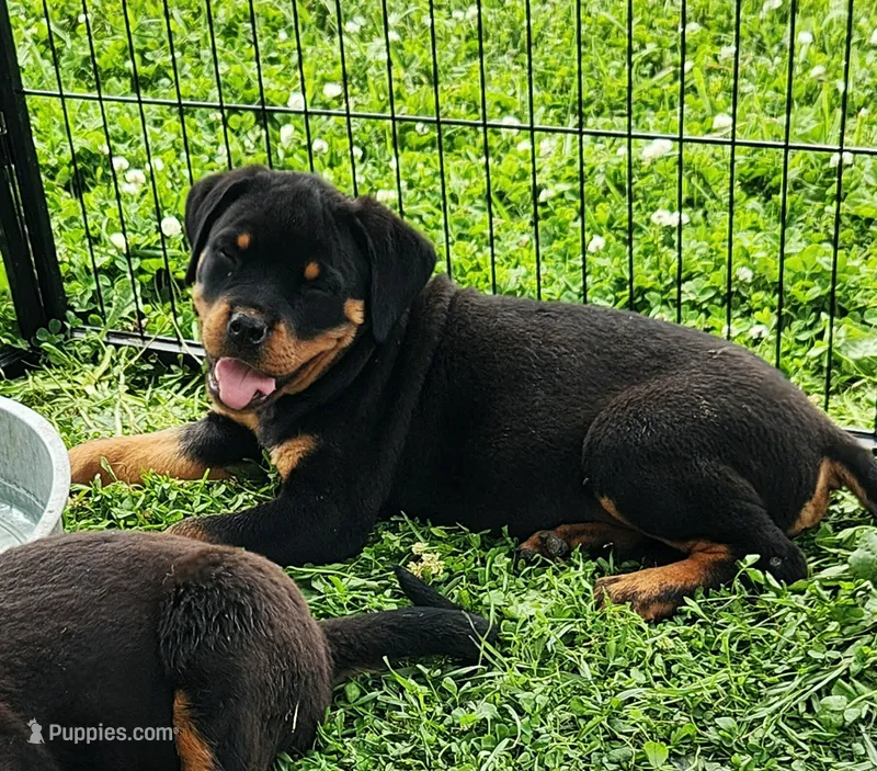 Greta – Rottweiler puppy for sale in Dyersville, IA