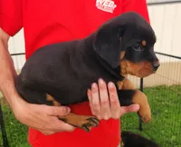 Hanna, a female Rottweiler for sale in Dyersville, IA – 2 of 2