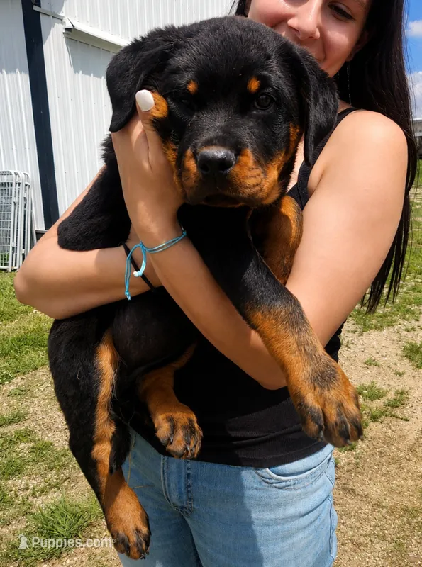 Emma – Rottweiler puppy for sale in Dyersville, IA