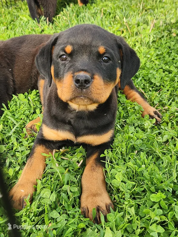 Hanna – Rottweiler puppy for sale in Dyersville, IA