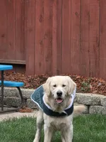 Rocky, a male English Cream Golden Retriever for sale in Vacaville, CA – Photo 4 of 5