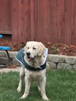 Rocky, a male English Cream Golden Retriever for sale in Vacaville, CA – Photo 3 of 5