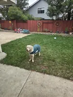 Rocky, a male English Cream Golden Retriever for sale in Vacaville, CA – Photo 5 of 5