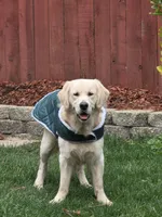 Rocky, a male English Cream Golden Retriever for sale in Vacaville, CA – Photo 2 of 5