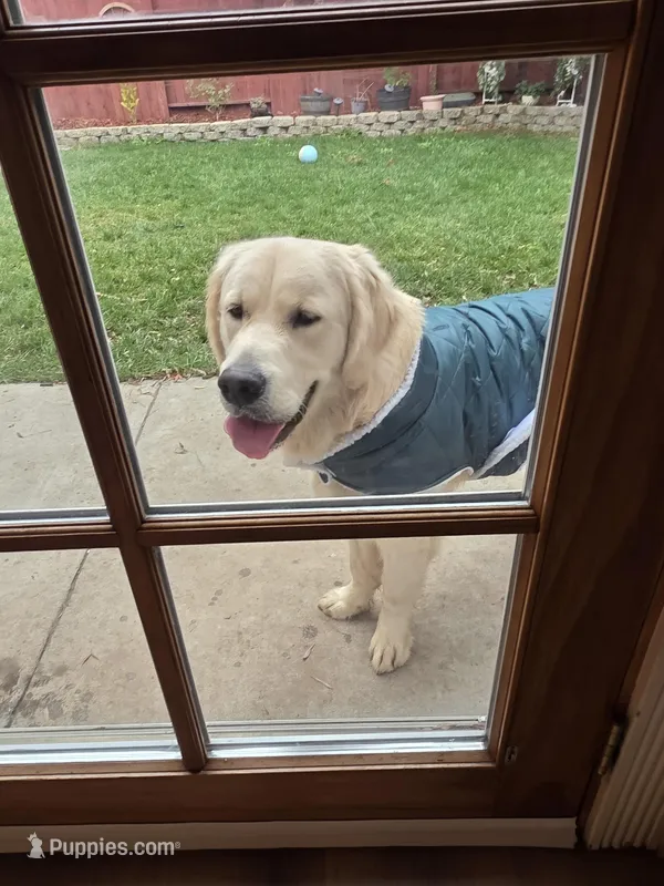 Rocky, a male English Cream Golden Retriever for sale in Vacaville, CA – Photo 1 of 5