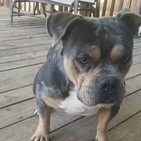Tank, a male American Bully for sale in Saint Joseph, MO – 10 of 10