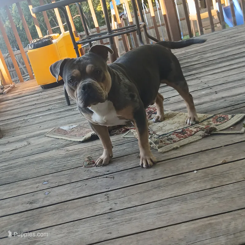 Tank – American Bully puppy for sale in Saint Joseph, MO