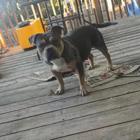 Tank, a male American Bully for sale in Saint Joseph, MO – 1 of 10