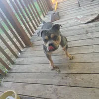Tank, a male American Bully for sale in Saint Joseph, MO – 6 of 10