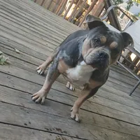 Tank, a male American Bully for sale in Saint Joseph, MO – 3 of 10