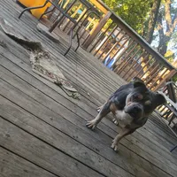 Tank, a male American Bully for sale in Saint Joseph, MO – 5 of 10