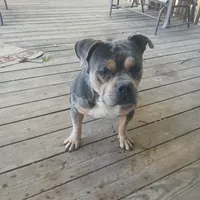 Tank, a male American Bully for sale in Saint Joseph, MO – 7 of 10