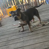 Tank, a male American Bully for sale in Saint Joseph, MO – 2 of 10