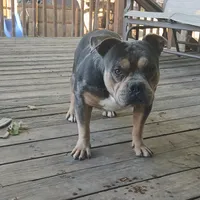 Tank, a male American Bully for sale in Saint Joseph, MO – 4 of 10