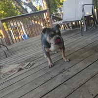 Tank, a male American Bully for sale in Saint Joseph, MO – 9 of 10