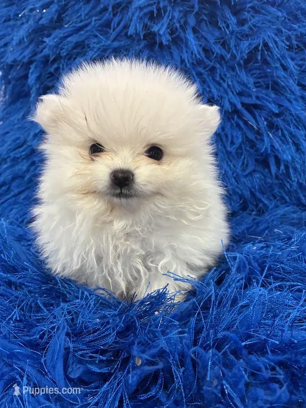 Leo – Pomeranian puppy for sale in Miami, FL