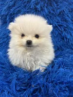 Leo, a male Pomeranian for sale in Miami, FL – 1 of 10