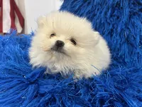 Leo, a male Pomeranian for sale in Miami, FL – 4 of 10