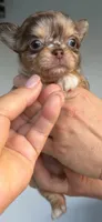 Neo, a male Chihuahua for sale in Miami, FL – 2 of 3