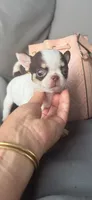 Leo, a male Chihuahua for sale in Miami, FL – 2 of 3