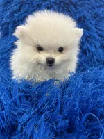 Leo, a male Pomeranian for sale in Miami, FL – 9 of 10