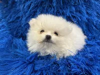 Leo, a male Pomeranian for sale in Miami, FL – 6 of 10