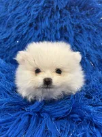 Leo, a male Pomeranian for sale in Miami, FL – 2 of 10