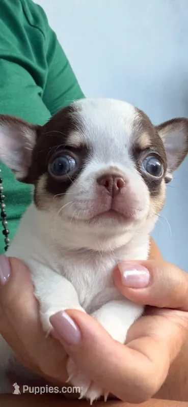 Leo – Chihuahua puppy for sale in Miami, FL