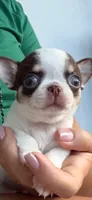 Leo, a male Chihuahua for sale in Miami, FL – 1 of 3