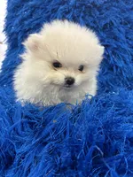 Leo, a male Pomeranian for sale in Miami, FL – 3 of 10