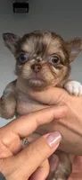 Neo, a male Chihuahua for sale in Miami, FL – 3 of 3