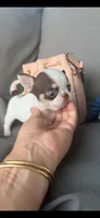 Leo, a male Chihuahua for sale in Miami, FL – 3 of 3