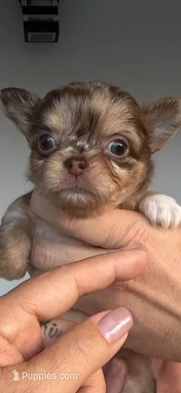 Neo – Chihuahua puppy for sale in Miami, FL
