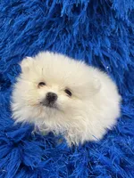 Leo, a male Pomeranian for sale in Miami, FL – 8 of 10