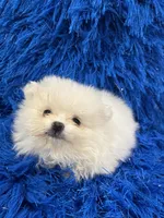 Leo, a male Pomeranian for sale in Miami, FL – 7 of 10