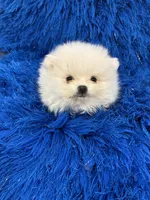 Leo, a male Pomeranian for sale in Miami, FL – 5 of 10