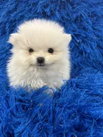 Leo, a male Pomeranian for sale in Miami, FL – 10 of 10