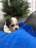 processed/8a33daa0-cecc-4b89-a5b1-d2830b4e6d58/listing/fccf7334-aabd-42c8-bfda-12ec8b11d0f6/08b77db6-b284-41a6-ba70-e4ffb1a0259b